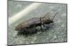 Prosternon Tessellatum (Click Beetle)-Paul Starosta-Mounted Photographic Print