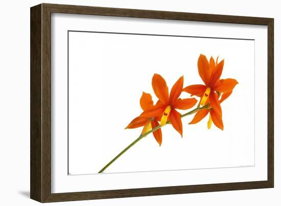 Prosthecha Vitellina-Fabio Petroni-Framed Photographic Print