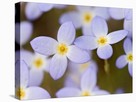 Prostrate Bluets, Great Smoky Mountains National Park, Tennessee, USA-Adam Jones-Stretched Canvas