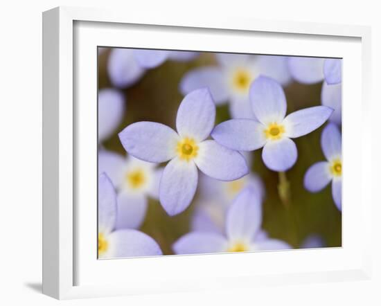 Prostrate Bluets, Great Smoky Mountains National Park, Tennessee, USA-Adam Jones-Framed Premium Photographic Print