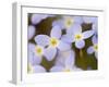 Prostrate Bluets, Great Smoky Mountains National Park, Tennessee, USA-Adam Jones-Framed Premium Photographic Print