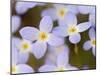 Prostrate Bluets, Great Smoky Mountains National Park, Tennessee, USA-Adam Jones-Mounted Premium Photographic Print