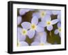 Prostrate Bluets, Great Smoky Mountains National Park, Tennessee, USA-Adam Jones-Framed Photographic Print