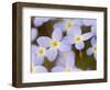 Prostrate Bluets, Great Smoky Mountains National Park, Tennessee, USA-Adam Jones-Framed Photographic Print