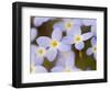 Prostrate Bluets, Great Smoky Mountains National Park, Tennessee, USA-Adam Jones-Framed Photographic Print