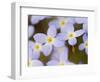 Prostrate Bluets, Great Smoky Mountains National Park, Tennessee, USA-Adam Jones-Framed Photographic Print