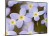 Prostrate Bluets, Great Smoky Mountains National Park, Tennessee, USA-Adam Jones-Mounted Photographic Print