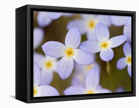 Prostrate Bluets, Great Smoky Mountains National Park, Tennessee, USA-Adam Jones-Framed Stretched Canvas