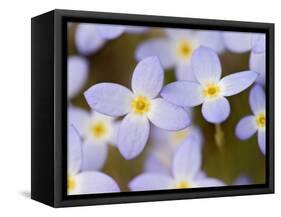 Prostrate Bluets, Great Smoky Mountains National Park, Tennessee, USA-Adam Jones-Framed Stretched Canvas