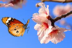 Vintage Spring Image with Butterfly and Blossoming Fruit Tree against Blue Sky. Springtime Nature A-Protasov AN-Stretched Canvas