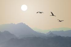 Migrating Cranes to the Sun over the Mountains-Protasov AN-Laminated Photographic Print