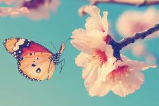 Lonely Lilac Butterfly among Set of Others Orange Used as a Background. Different from Others. Colo-Protasov AN-Photographic Print