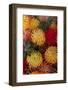 Protea flower arrangement-Darrell Gulin-Framed Photographic Print