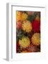 Protea flower arrangement-Darrell Gulin-Framed Photographic Print