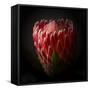 Protea Flower Close Up-George Oze-Framed Stretched Canvas