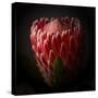 Protea Flower Close Up-George Oze-Stretched Canvas