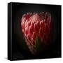 Protea Flower Close Up-George Oze-Framed Stretched Canvas