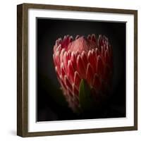 Protea Flower Close Up-George Oze-Framed Photographic Print