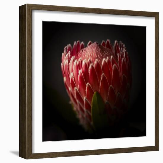 Protea Flower Close Up-George Oze-Framed Photographic Print