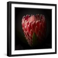 Protea Flower Close Up-George Oze-Framed Photographic Print