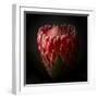 Protea Flower Close Up-George Oze-Framed Photographic Print