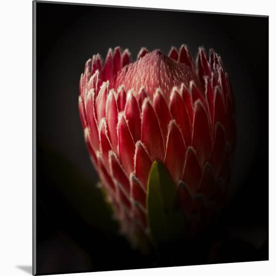 Protea Flower Close Up-George Oze-Mounted Photographic Print