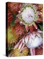 Protea Flower Design, Maui, Hawaii, USA-Darrell Gulin-Stretched Canvas