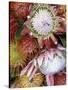 Protea Flower Design, Maui, Hawaii, USA-Darrell Gulin-Stretched Canvas