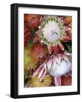 Protea Flower Design, Maui, Hawaii, USA-Darrell Gulin-Framed Photographic Print