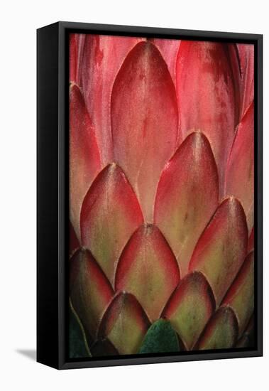 Protea Flower Petals-Martin Harvey-Framed Stretched Canvas