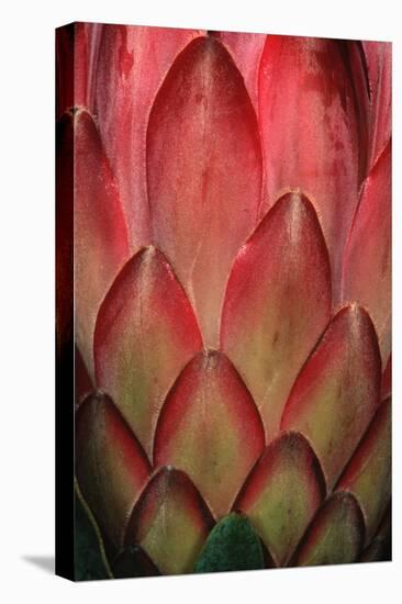 Protea Flower Petals-Martin Harvey-Stretched Canvas