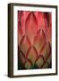 Protea Flower Petals-Martin Harvey-Framed Premium Photographic Print