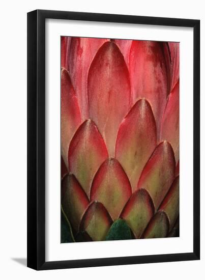 Protea Flower Petals-Martin Harvey-Framed Premium Photographic Print