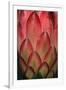 Protea Flower Petals-Martin Harvey-Framed Premium Photographic Print