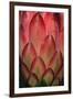 Protea Flower Petals-Martin Harvey-Framed Premium Photographic Print