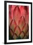 Protea Flower Petals-Martin Harvey-Framed Premium Photographic Print