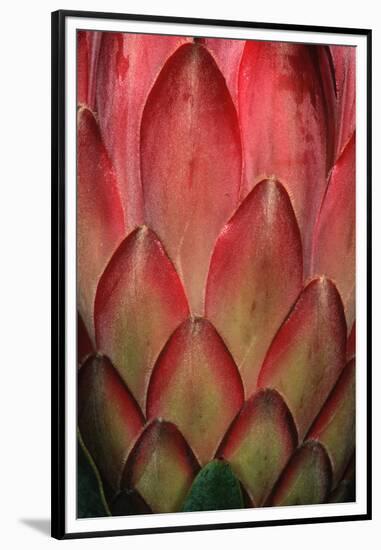 Protea Flower Petals-Martin Harvey-Framed Premium Photographic Print