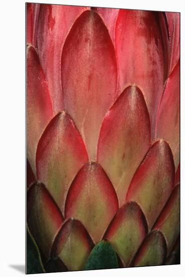 Protea Flower Petals-Martin Harvey-Mounted Premium Photographic Print