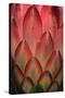 Protea Flower Petals-Martin Harvey-Stretched Canvas