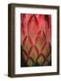 Protea Flower Petals-Martin Harvey-Framed Photographic Print