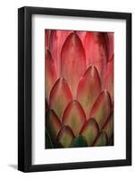 Protea Flower Petals-Martin Harvey-Framed Photographic Print