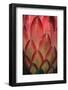 Protea Flower Petals-Martin Harvey-Framed Photographic Print