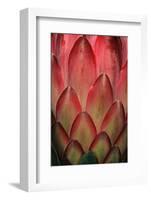 Protea Flower Petals-Martin Harvey-Framed Photographic Print