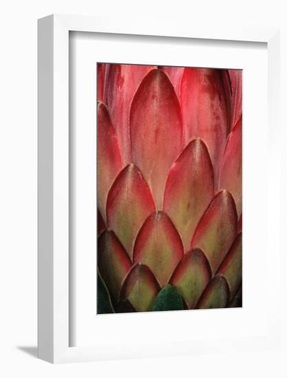 Protea Flower Petals-Martin Harvey-Framed Photographic Print