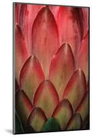 Protea Flower Petals-Martin Harvey-Mounted Photographic Print