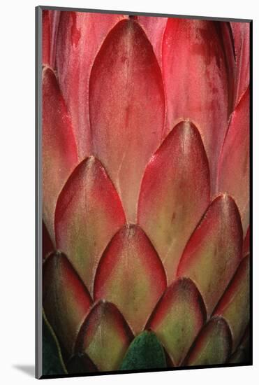 Protea Flower Petals-Martin Harvey-Mounted Photographic Print