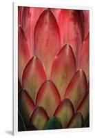 Protea Flower Petals-Martin Harvey-Framed Photographic Print