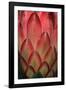 Protea Flower Petals-Martin Harvey-Framed Photographic Print