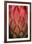 Protea Flower Petals-Martin Harvey-Framed Photographic Print