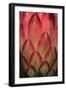 Protea Flower Petals-Martin Harvey-Framed Photographic Print